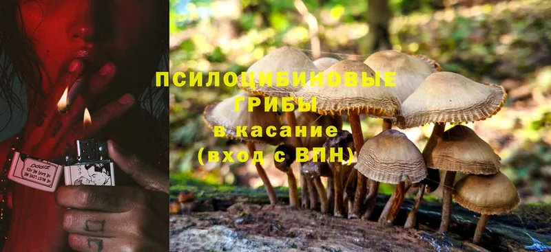 Галлюциногенные грибы Psilocybe Дно